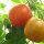 Tomate Stupice (Solanum lycopersicum) graines