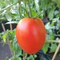 Tomate de lUkraine Ukrainian Bush (Solanum lycopersicum)...