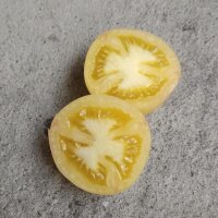 Tomate pêche Wapsipinicon Peach (Solanum...