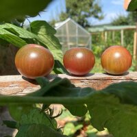 Tomate Cerise Black Sweet Cherry (Solanum lycopersicum)...