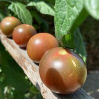 Tomate Cerise Black Sweet Cherry (Solanum lycopersicum)...