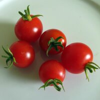 Tomate Cerise Ciliegia (Solanum lycopersicum) graines