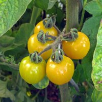 Tomate Cocktail Cytrynek Groniasty (Solanum lycopersicum)...