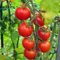 Tomate cerise Gardeners Delight (Solanum lycopersicum)...