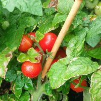 Tomate de balcon de Grèce (Solanum lycopersicum)...