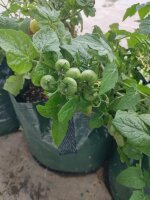 Tomate de balcon de Grèce (Solanum lycopersicum)...