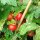 Tomate de balcon de Grèce (Solanum lycopersicum) graines