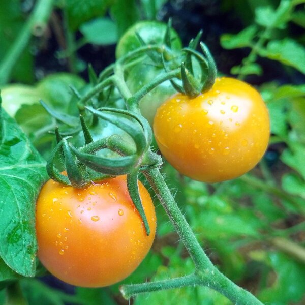 Tomate cerise jaune Mirabelle (Solanum lycopersicum) graines