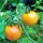 Tomate cerise jaune Mirabelle (Solanum lycopersicum) graines