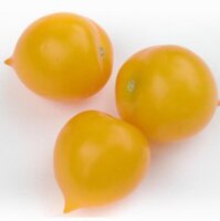 Tomate Pendulina Jaune (Solanum lycopersicum) graines