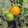 Tomate Pendulina Jaune (Solanum lycopersicum) graines