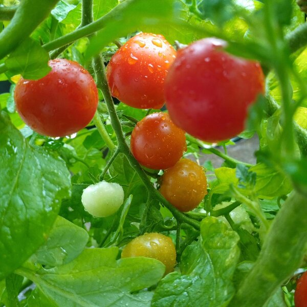 Tomate Cerise Pokusa (Solanum lycopersicum) graines