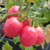 Tomate Cherry extra précoce Whippersnapper (Solanum lycopersicum) graines