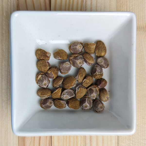 Rose des bois (Argyreia nervosa) graines