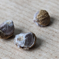 Rose des bois (Argyreia nervosa) graines