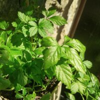 Jiaogulan / Herbe de limmortalité (Gynostemma pentaphyllum) graines