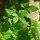 Jiaogulan / Herbe de limmortalité (Gynostemma pentaphyllum) graines