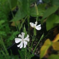 Racine des rêves / Xhosa Dream Herb (Silene capensis) graines