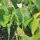 Racine des rêves / Xhosa Dream Herb (Silene capensis) graines
