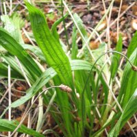 Plantain lancéolé (Plantago lanceolata)...