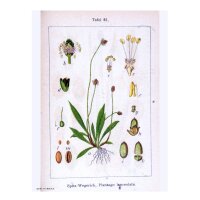 Plantain lancéolé (Plantago lanceolata) graines