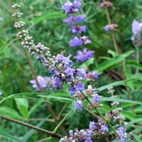 Gattilier / Poivre des moines (Vitex agnus-castus) graines