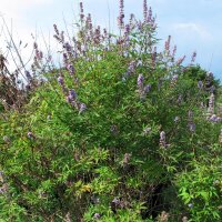 Gattilier / Poivre des moines (Vitex agnus-castus) graines