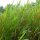 Alpiste faux-roseau (Phalaris arundinacea) graines