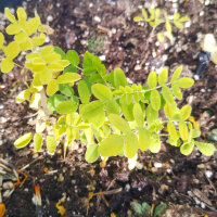 Astragale Huang-Qi (Astragalus membranaceus)