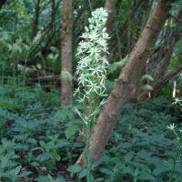 Aspergette / Asperge des bois (Ornithogalum pyrenaicum)...