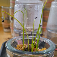 Aspergette / Asperge des bois (Ornithogalum pyrenaicum) graines