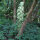 Aspergette / Asperge des bois (Ornithogalum pyrenaicum) graines