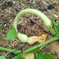 Courgette grimpante à trompe Tromboncino dAlbenga...