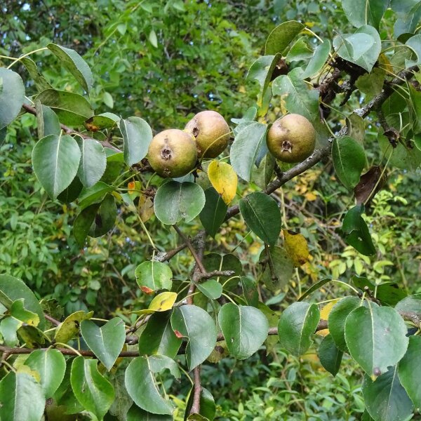 Poirier sauvage  (Pyrus pyraster) graines