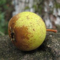 Poirier sauvage  (Pyrus pyraster) graines