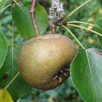 Poirier sauvage  (Pyrus pyraster) graines