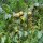 Poirier sauvage  (Pyrus pyraster) graines