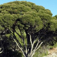 Arbre à thé (Melaleuca alternifolia) graines