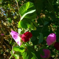 Pois fourrager (Pisum sativum subsp. elatius) graines