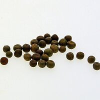 Pois fourrager (Pisum sativum subsp. elatius) graines