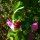 Pois fourrager (Pisum sativum subsp. elatius) graines