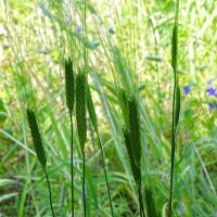 Engrain / Petit épeautre (Triticum monococcum) graines