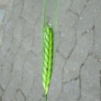 Engrain / Petit épeautre (Triticum monococcum)...