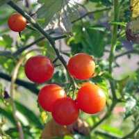 Tomate groseille Rote Murmel  (Solanum pimpinellifolium) Bio