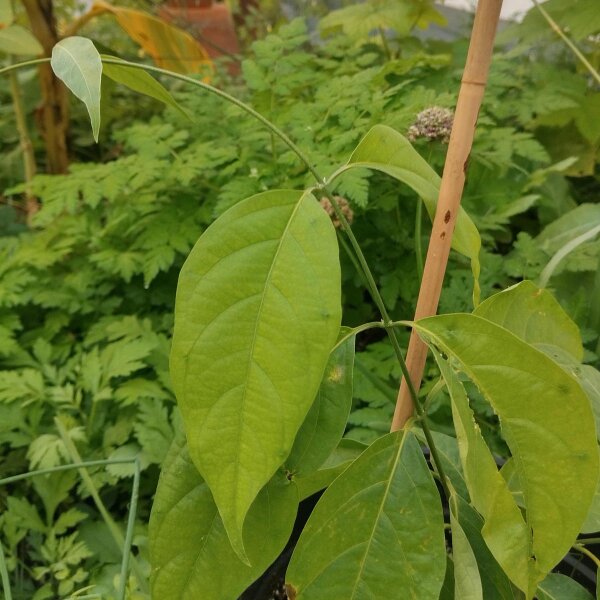 Liane ayahuasca / yagé (Banisteriopsis caapi) graines