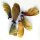 Liane ayahuasca / yagé (Banisteriopsis caapi) graines