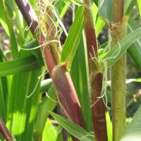 Téosinte mexicaine (Zea mexicana) graines