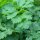 Oenanthe faux boucage (Oenanthe pimpinelloides) graines
