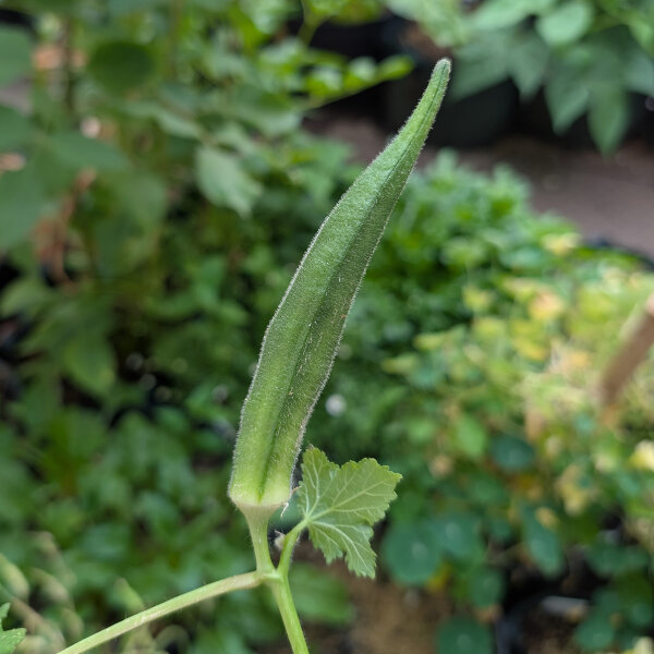 Gombo (Abelmoschus esculentus) graines