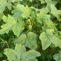 Gombo (Abelmoschus esculentus) graines